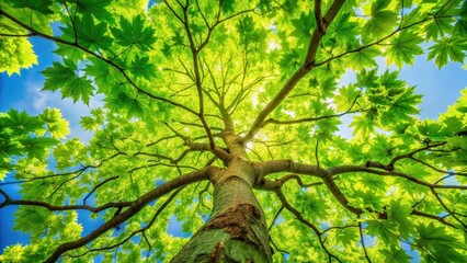 Fototapeta premium A majestic Sycamore maple branch with vibrant fresh green leaves stretching towards the sky
