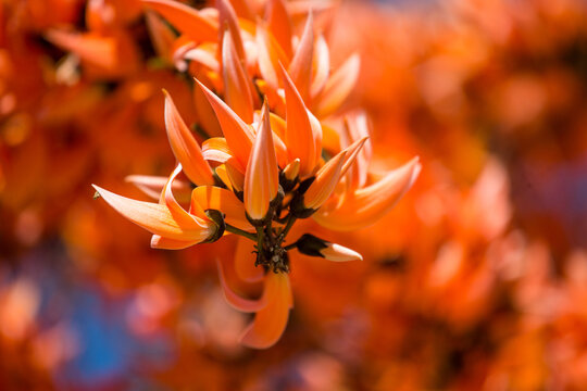 Butea monosperma is a species of Butea native to tropical and sub-tropical parts of the Indian Subcontinent and Southeast Asia