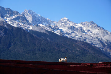 Fototapete bei efototapeten.de bestellen   