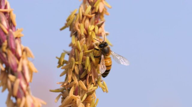 Slow motion of bee on corn flower collecting nectar, Insects naturally assist in plant pollination, close up shots