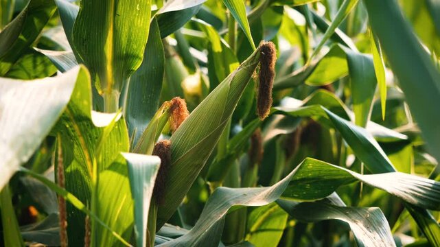 slow motion of green maize corn crop on stalk swaying in the wind on agricultural plantation