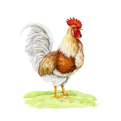 Rooster on grassy ground vintage style watercolor illustration. Beautiful vibrant colored domestic chicken fowl bird side view element. Farm bird standing on the grass isolated on white background