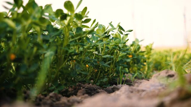 Slow-motion close-up of peanut pods underground on agricultural plantation