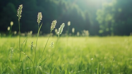 Closeup of delicate green grass swaying gently in the breeze capturing the essence of nature and tranquility : Generative AI
