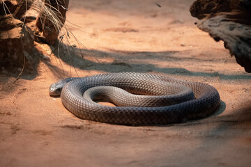 Obraz premium the mulga snake is curled up