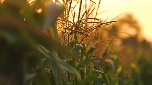 Slow-motion close-up of a corn plant sway gently in breeze as the morning with sun light, Handheld shots