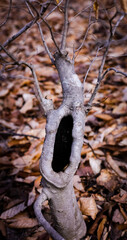 The Hollow Tree