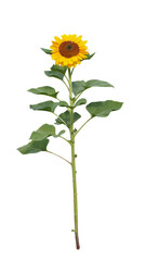Fototapeta premium Sunny Sunflower: A tall, vibrant sunflower with its yellow petals reaching towards the sun, standing on a slender stem and showcasing its bright golden center.