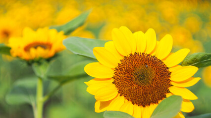 A vibrant sunflower in full bloom, its golden petals radiating against a blurred backdrop of similar blossoms. Perfect for themes of positivity, vitality, or natural beauty.