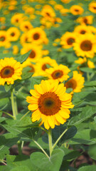 A vivid sunflower standing tall in the foreground, surrounded by a vibrant sea of yellow blooms in the background.