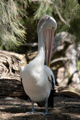 the pelican is preening itself