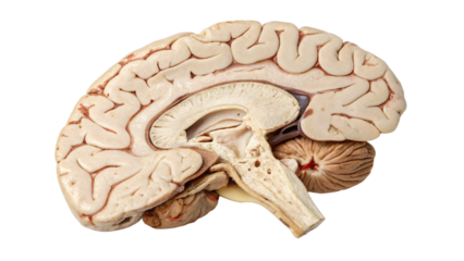 cross section of brain on white background