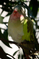 the princess Alexandra parrot is perched in a tree
