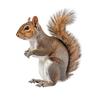 Cute squirrel isolated on white and transparent background, cut out png
