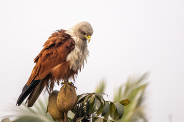 A Brahminy kite (Haliastur indus), also known as the Red-backed Kite, perches on a mahogany fruit, looking down with an alert expression.