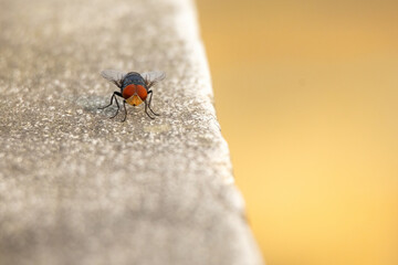 Close-up of a big blowfly, known as the Oriental latrine fly or Oriental blue fly, sitting on an outdoor wall with a blurred background. Its scientific name is Chrysomya megacephala.