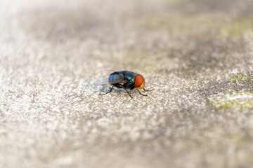 Close-up of a big blowfly, known as the Oriental latrine fly or Oriental blue fly, sitting on an...