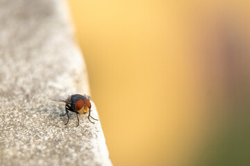 Close-up of a big blowfly, known as the Oriental latrine fly or Oriental blue fly, sitting on an outdoor wall with a blurred background. Its scientific name is Chrysomya megacephala. Insect activity.