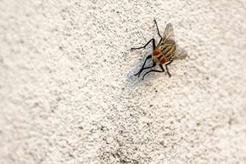 Close-up of a large flesh fly (Sarcophagidae) sitting on an outdoor wall surface.