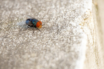 Close-up of a big blowfly, scientifically known as Chrysomya megacephala, also called the oriental latrine fly or oriental blue bottle fly, sitting on an outdoor wall surface. Insect activity.