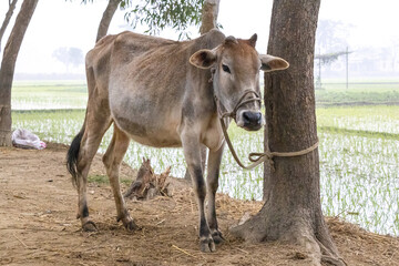 A cow, tied with a rope to a tree, is standing on the ground. This is a common sight in rural animal husbandry in Bangladesh.