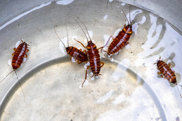 Many cockroaches drown in the water and float, trying to survive in the silverware.