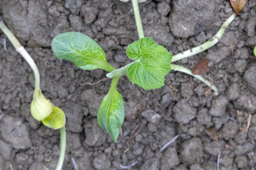 A young pumpkin plant growing in a village yard garden, newly planted. Top view.