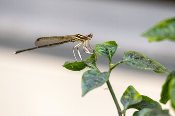 Close-up of a damselfly sitting on a green chili plant leaf. Damselflies are flying insects. They...