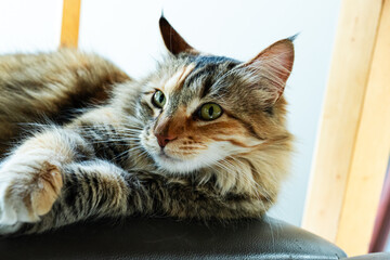 Maine Coon recostado sobre silla