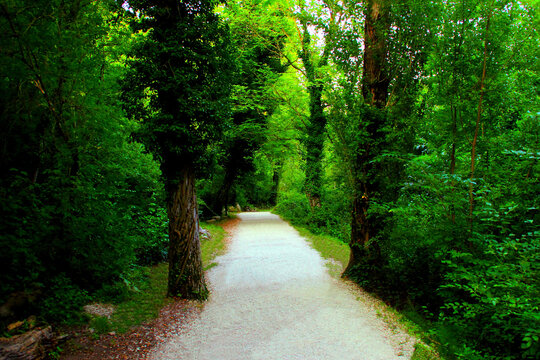Sibylline view at the Sentiero delle Acque in Pieve Torina (MC), the gravelly path between the Sibillini mountains with its riveting wilderness, knobby wide trunks, leading to a relaxed state of mind