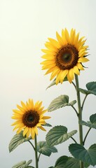 Obraz premium Two sunflowers close and near view flowers yellow flowers with yellow petals style pastel background, yellow tone two yellow sunflowers pastel background and shiny