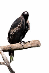 the wedge tailed eagle is sitting on a perch