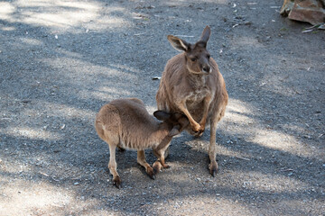 the joey is trying to get milk from its mothers pouch