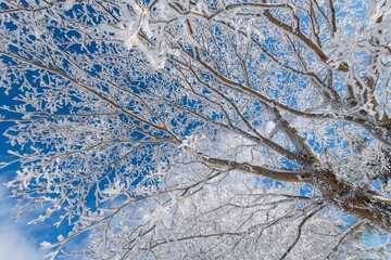 見上げると美しい青空と霧氷