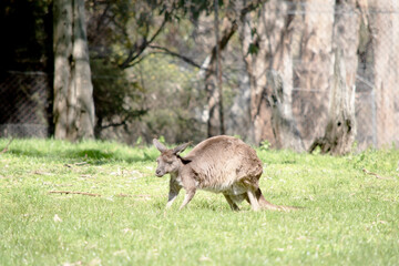 the western grey kangaroo is in a field