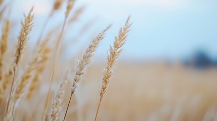 Fototapeta premium Soft focus photograph of golden grass swaying gently in the warm breeze during sunset : Generative AI