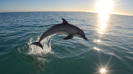Fototapeta premium a dolphin gracefully leaps through shimmering waters at sunrise