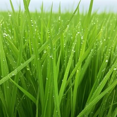 Obraz premium Fresh Green Grass with Water Droplets in a Natural Landscape
