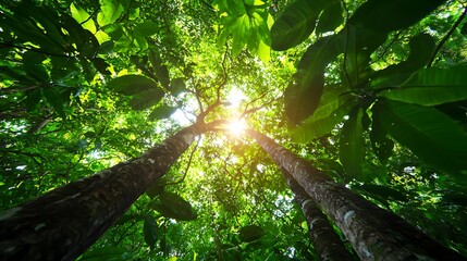 Fototapeta premium Lush green forest canopy with sunlight filtering through trees, creating a serene atmosphere (1)