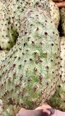 Closeup photo of ripe fruits from Indonesia called cempedak or Artocarpus Champeden fruit