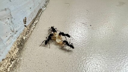 Close-up of black ants working together to carry food crumbs on a floor. Perfect for nature, teamwork, pest control, and ecosystem concepts. High-quality macro footage.