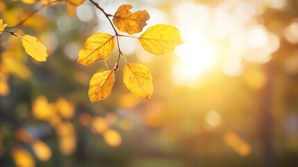 Obraz premium Golden autumn leaves glimmering in soft sunlight amidst a blurred natural background : Generative AI