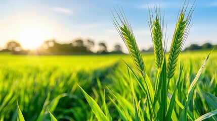Obraz premium Golden Wheat Field at Sunset