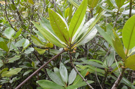 Close-up of mangrove tree leaves and fruits | Gambar dekat daun dan buah pokok bakau