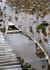 Fototapeta premium A sunken boat in a pond full of water plants at My Son Sanctuary in central Vietnam