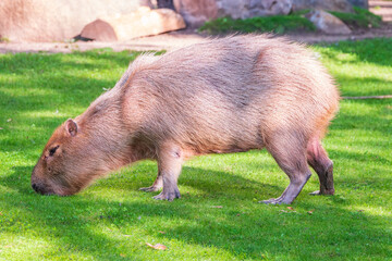 A large capybara walks on the green grass in the park