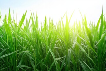 Obraz premium Lush Green Grass Under Bright Sky with Radiant Sunlight Glow