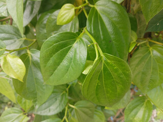 Betel Leaves