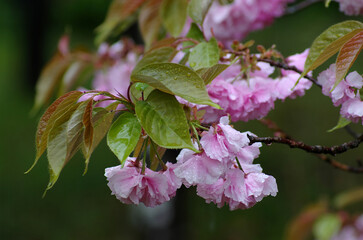 pink and white cherry blossoms