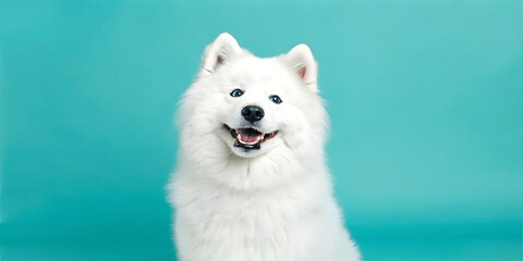 Fluffy White Samoyed Dog Smiling on Turquoise Background